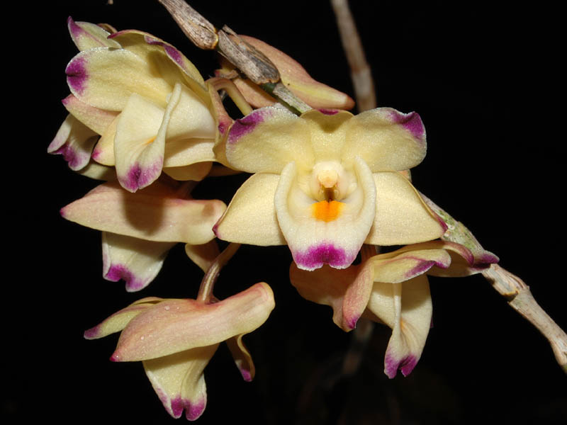 http://bilder.orchideen-bilder.de/Dendro_Bilder_Gast/dendrobium_sanguinolentum.jpg