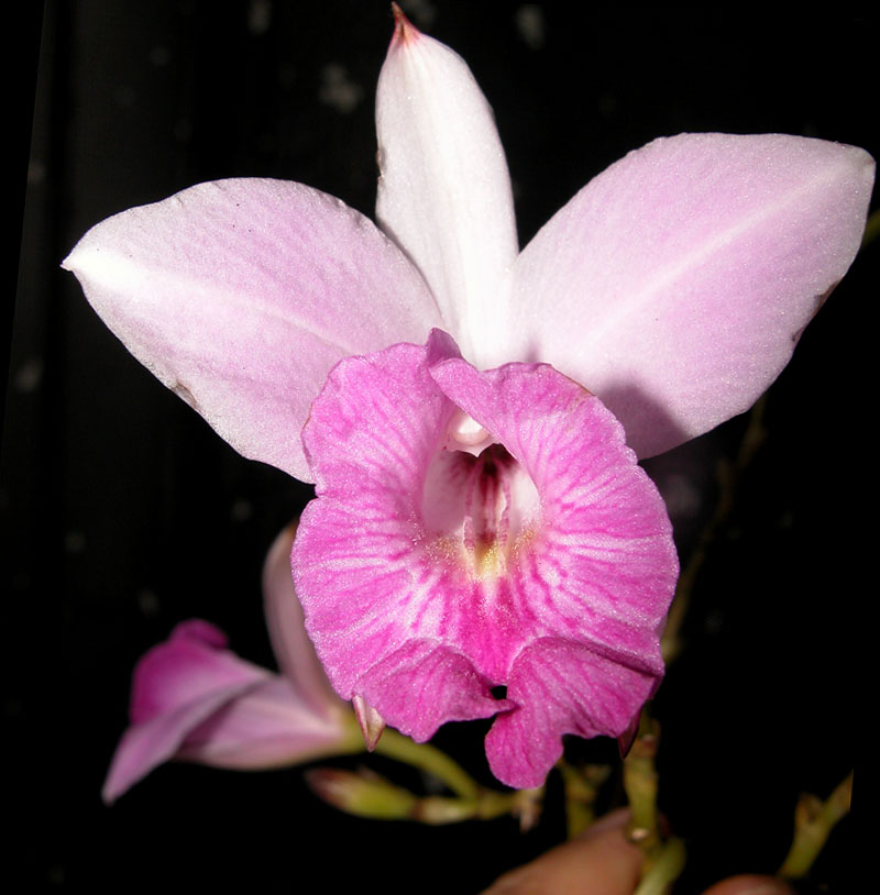Sträucher Orchideenforum
