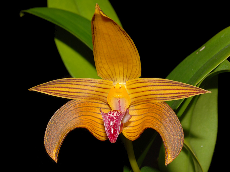 Bulbophyllum 19.9.2010 Orchideenforum