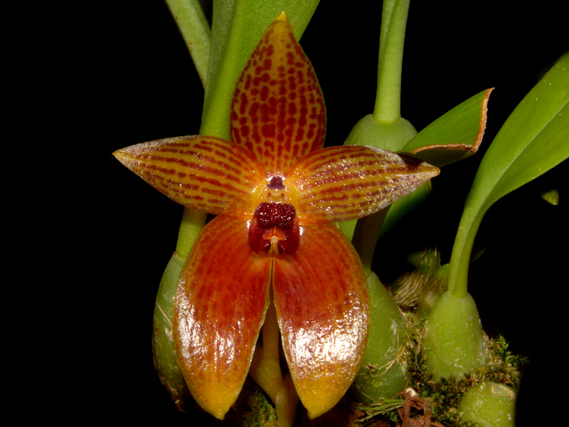 Bulbophyllum 19.9.2010 Orchideenforum