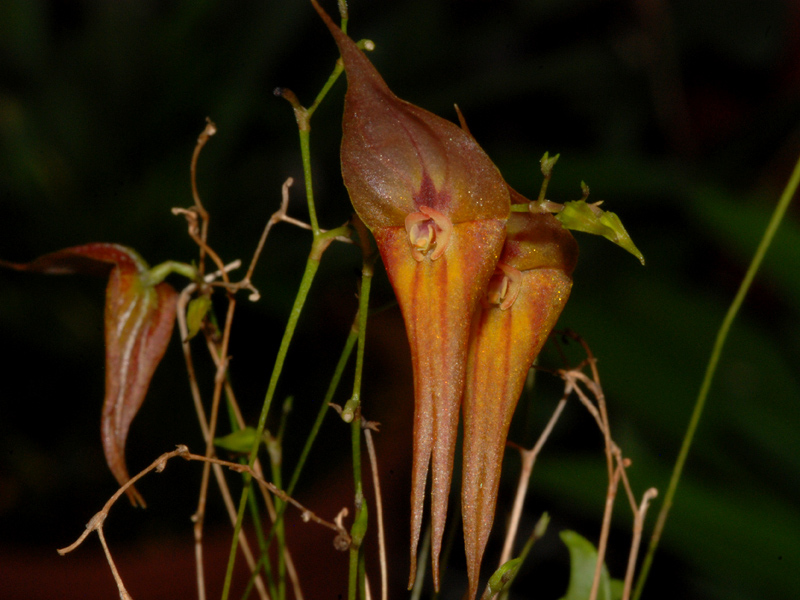 Lepanthes Orchideenforum