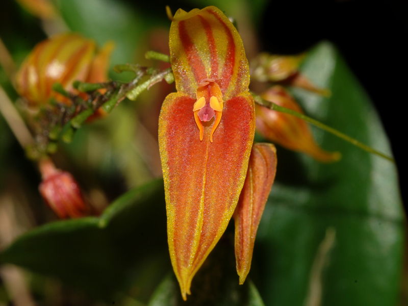 Lepanthes Orchideenforum