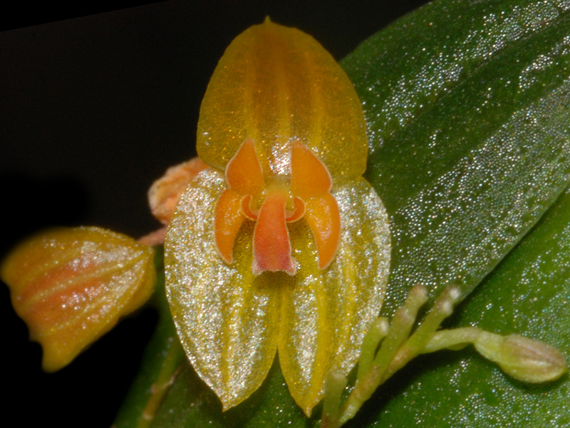Lepanthes Orchideenforum