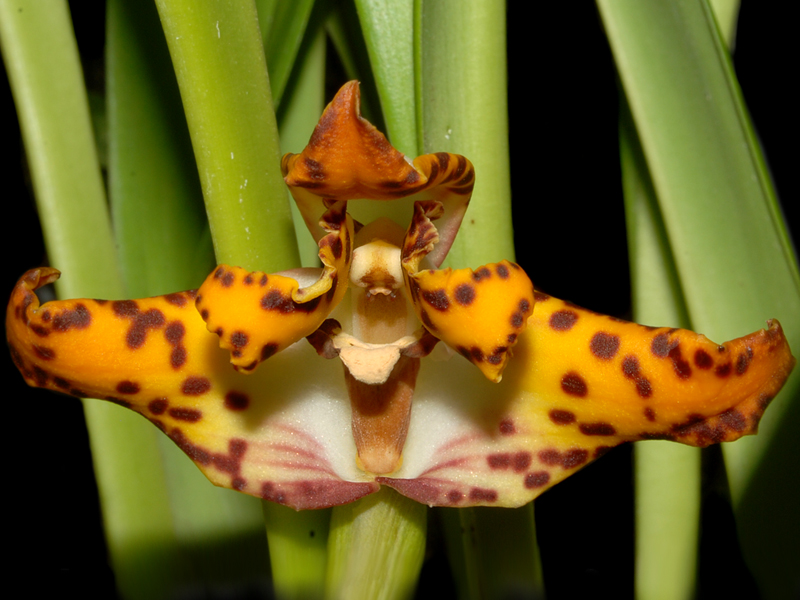 Maxillaria Orchideenforum
