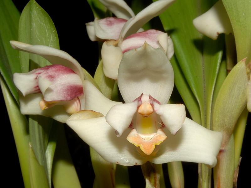 Maxillaria Orchideenforum