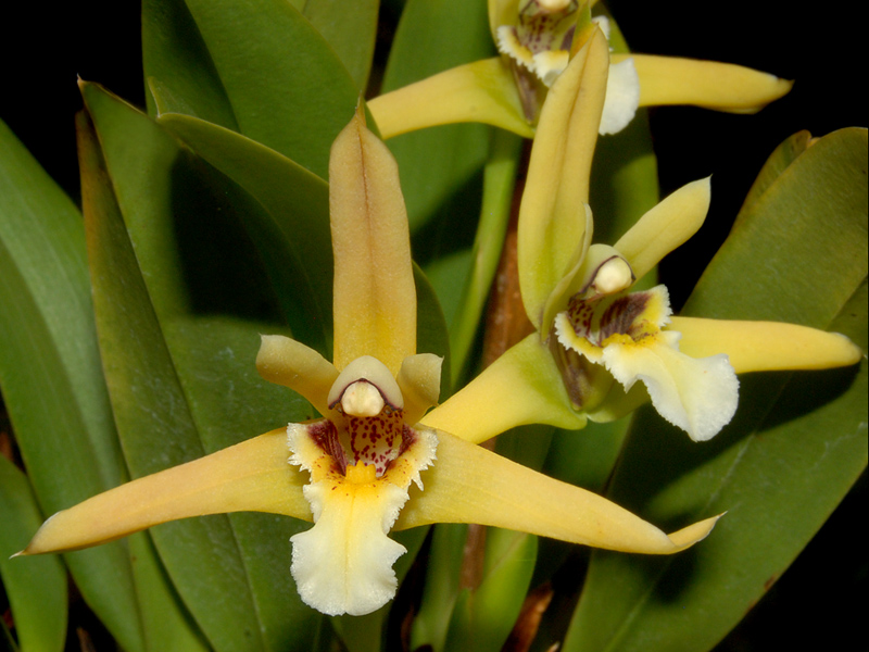 Maxillaria Orchideenforum