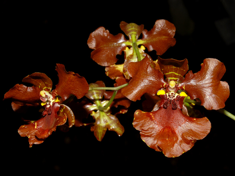 Hoa Phong Lan Vi T Vietnam Orchids Oncidium Zappii