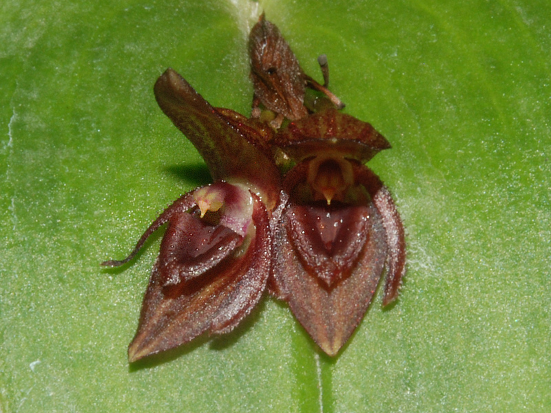 Pleurothallis 1 Orchideenforum