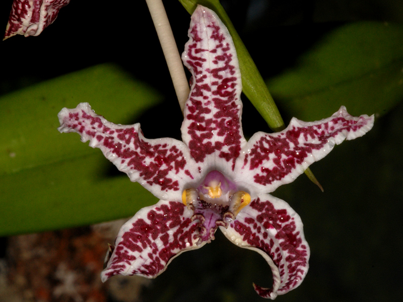 Laelia lyonsii Orchideenforum
