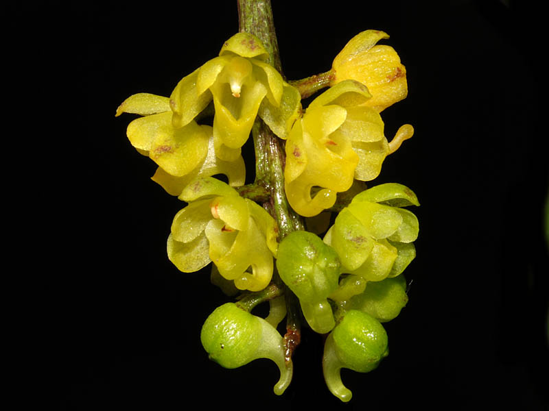 Asiatische Monopods only I Seite 47 Orchideenforum