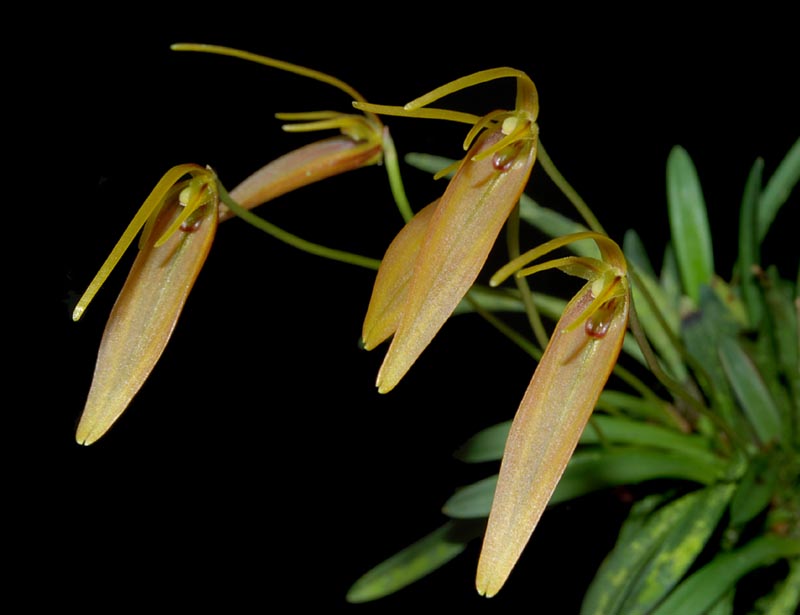 Blogeintrag von Gast Kleinigkeiten 2 Orchideenforum