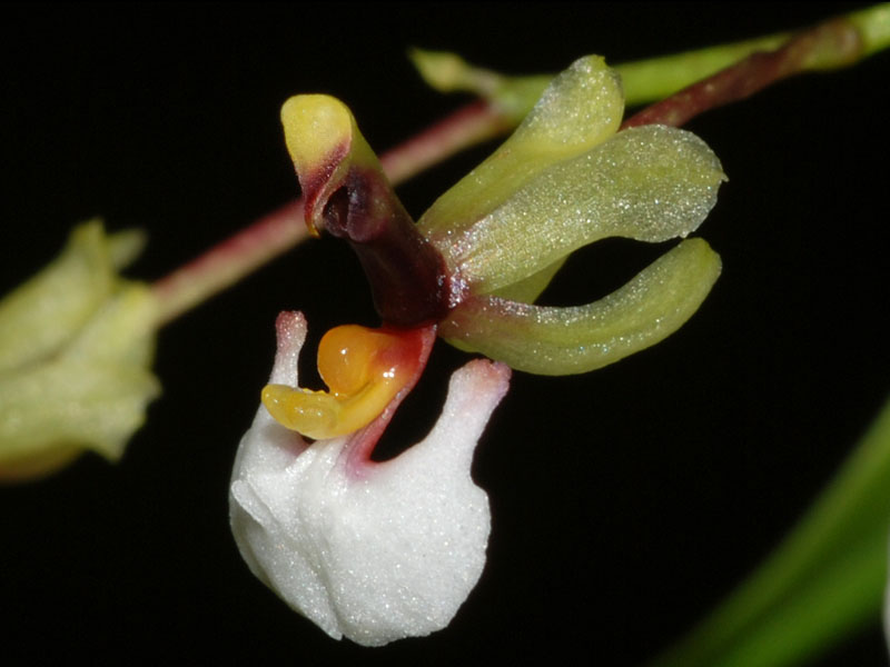 Blogeintrag von GastKleinigkeiten Orchideenforum