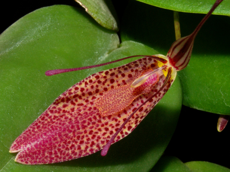 Restrepia Orchideenforum