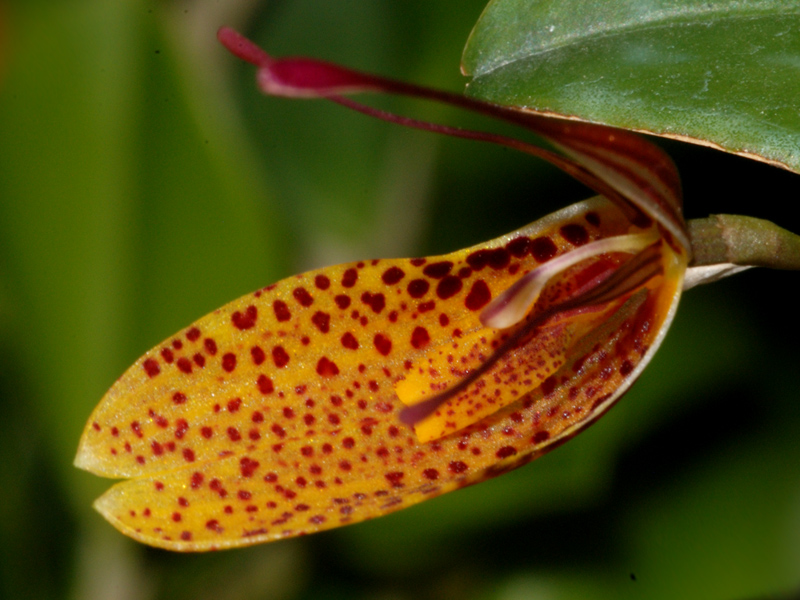 Restrepia Orchideenforum