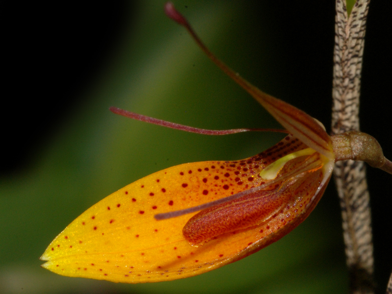 Restrepia Orchideenforum
