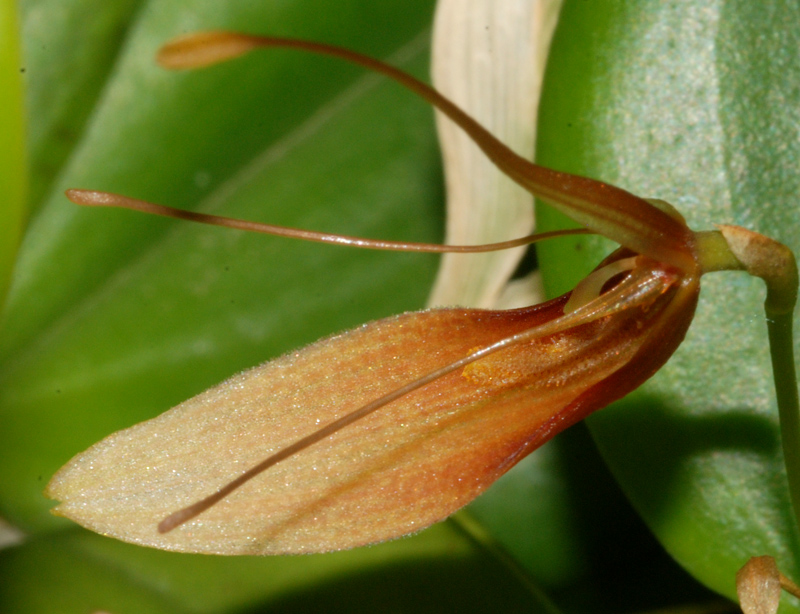 Restrepia Orchideenforum