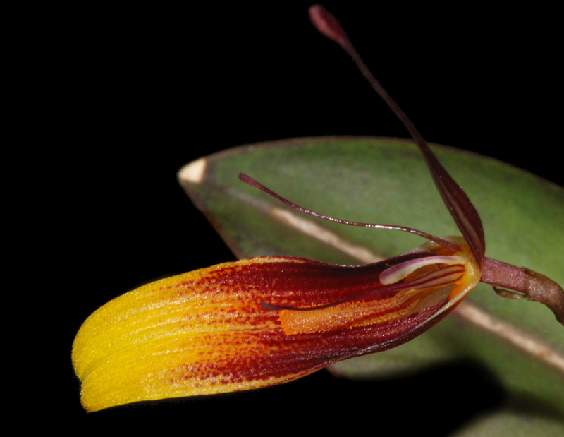Restrepia Orchideenforum