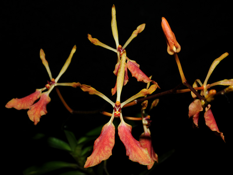 http://bilder.orchideen-bilder.de/bilder_ingrid/Forum72/Renanthera_vietnamensis.jpg