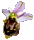 :Ophrys:
